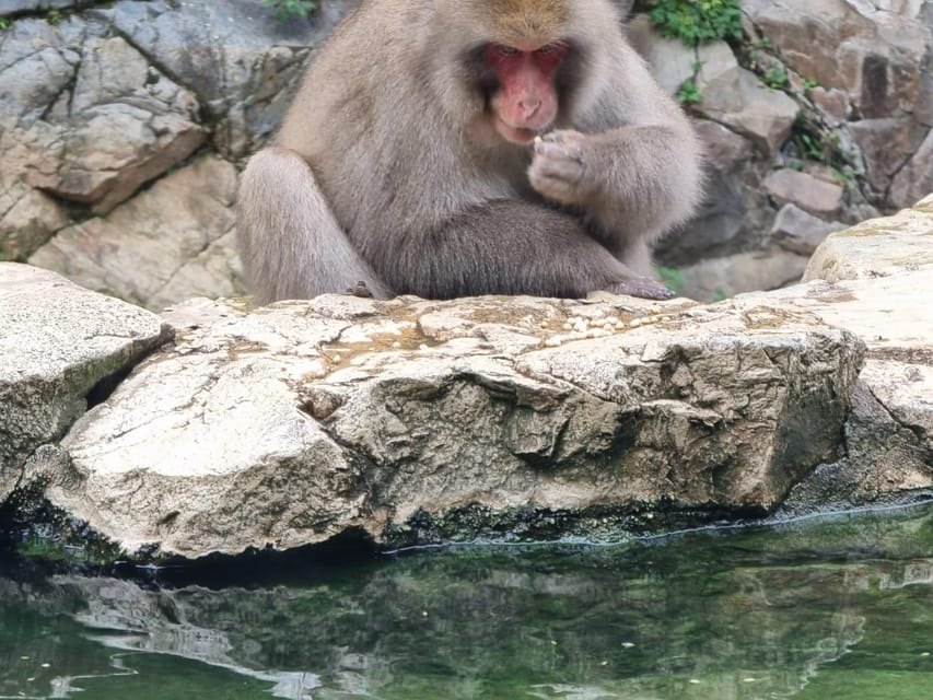 From Tokyo: Snow Monkey Private Customize Day Tour - Key Highlights You’ll Actually Feel on the Day