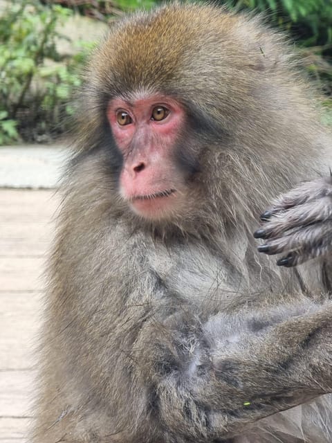From Tokyo: Snow Monkey Private Customize Day Tour - Value for $490 per Group Up to 5 (Why It Can Be a Smart Deal)