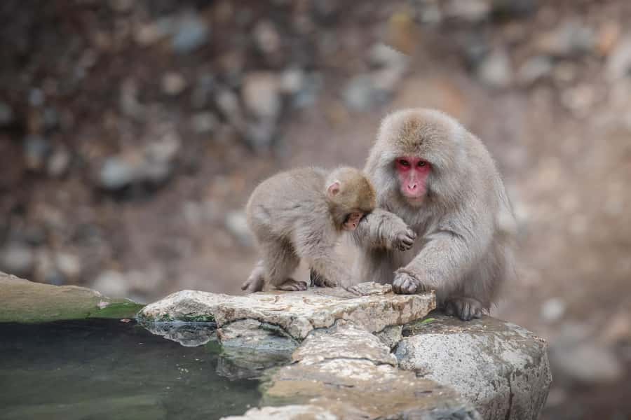From Tokyo: Snow Monkeys and Zenkoji Temple Day Trip - What to bring (and what actually helps in Nagano winter)