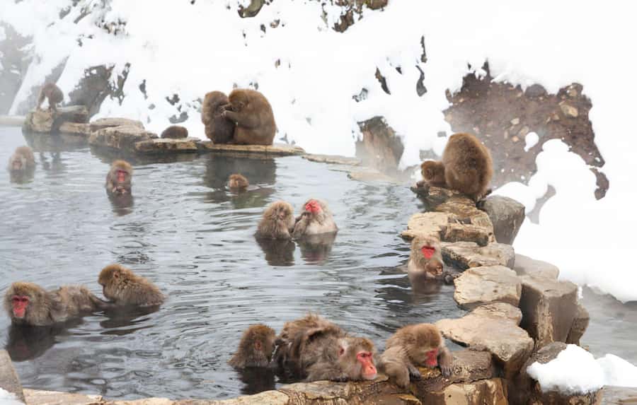 From Tokyo: Snow Monkeys and Zenkoji Temple Day Trip - Zenkoji Temple and the Omotesando: spirituality plus street-level snacks