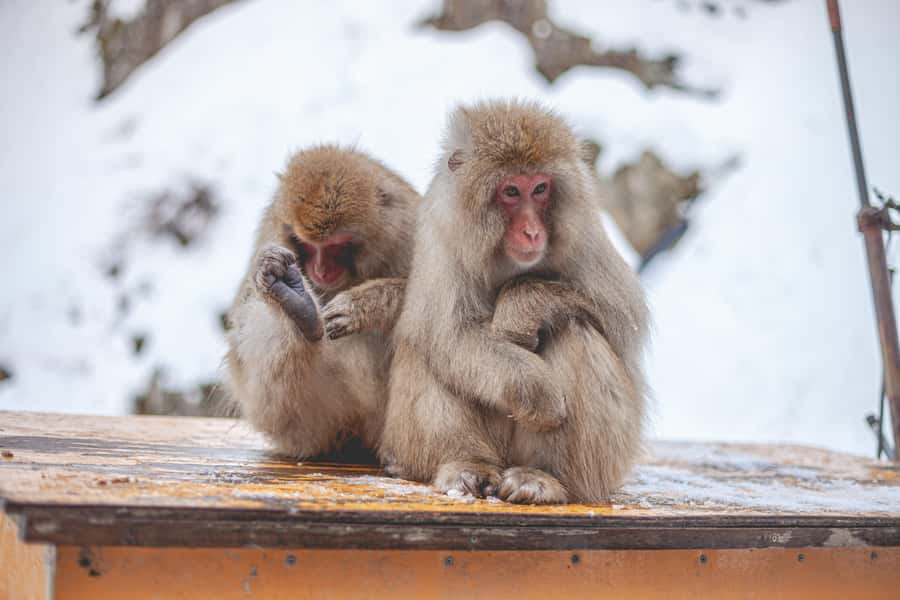 From Tokyo: Snow Monkeys and Zenkoji Temple Day Trip - Price and value: $515 per group (up to 6) versus DIY