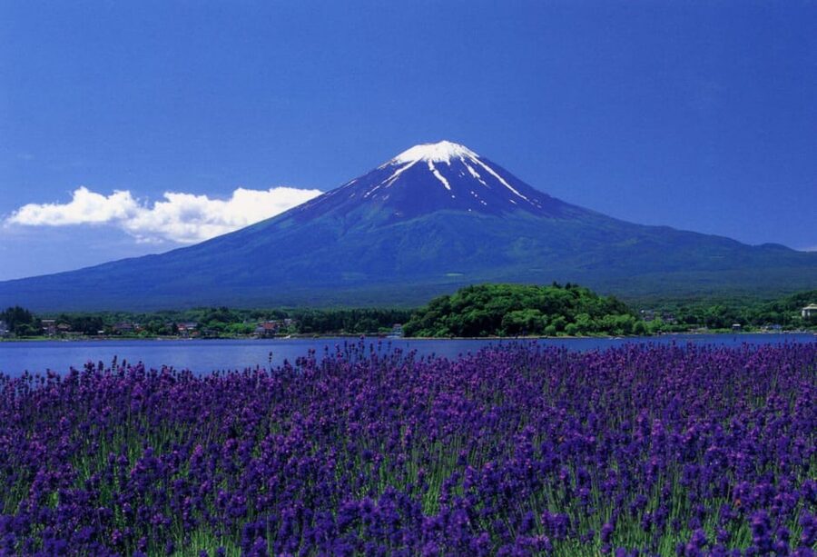 Fuji/Hakone Private Tour, English speaking guide, Photograph - Kitaguchi-hongu Fuji Sengen Shrine and Saiko Iyashi-no-Sato Nenba