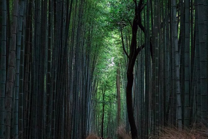 Full-Day Private Tour to Discover The Best of Tokyo - How this private Tokyo route saves you real time
