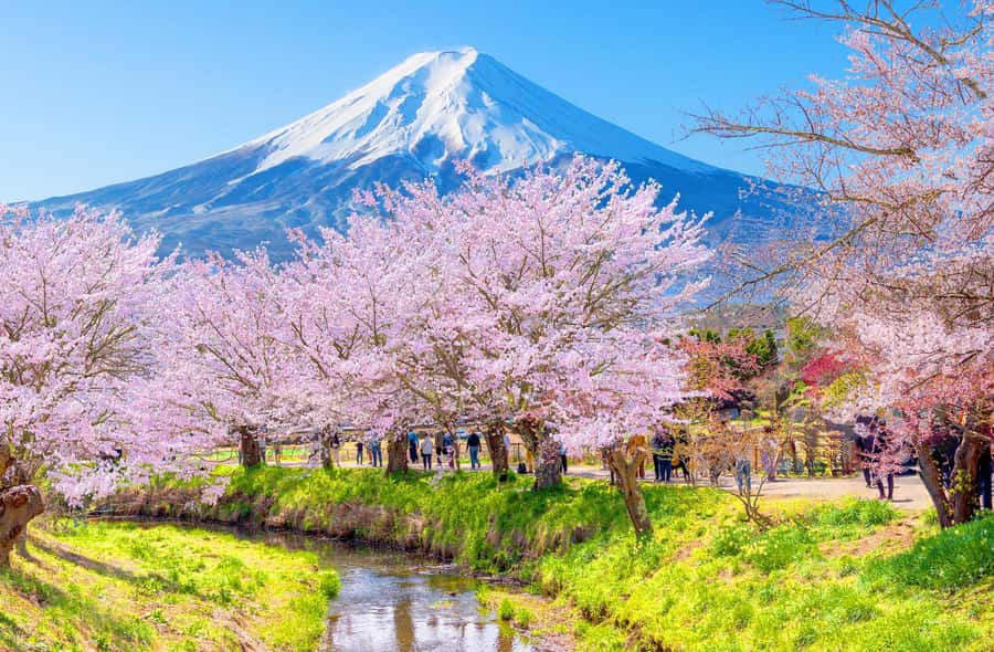 Full-Day Tour to the Picturesque Spots of Mount Fuji - Lake Kawaguchiko and Oishi Park: the kochia carpet view