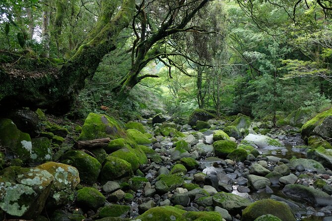 Hike Japan Heritage Hakone Hachiri (Half Day) - Lake Ashi and forest-bathing time: Fuji photos depend on the sky