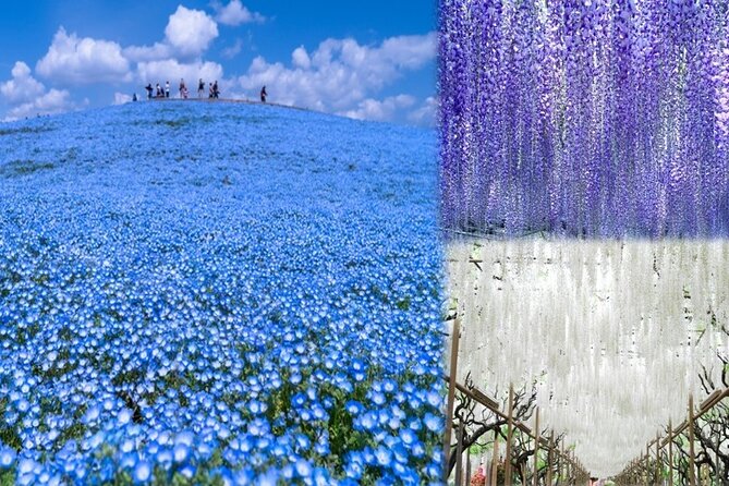 Hitachi National Seaside Park<code>s Flowers & Ashikaga Flower Park – Key things to know before you go’ /></p>
<ul>
<li><strong>Blue nemophila timing</strong> matters: you’ll be aiming for peak season windows like late April to mid May</li>
<li><strong>Ashikaga wisteria is the star</strong>: it’s a must if you’re traveling in the March–November blossom stretch</li>
<li><strong>Small-group feel</strong> with a max of 45 people, plus a guide who can work in English or Chinese</li>
<li><strong>Lunch is a park bento</strong> (not a buffet), so you’ll eat inside Hitachi Seaside Park</li>
<li><strong>Time management is real</strong>: the guide keeps the group on a tight return-to-bus rhythm</li>
</ul>
<h2 id="two-flower-parks-plus-an-edo-street-stop-what-youre-really-buying">Two flower parks plus an Edo-street stop: what you’re really buying</h2>
<p><img width="668" height="446" decoding="async" src=