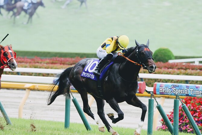 Horse Racing Tour with Local Fans in Tokyo Racecourse - Key highlights you’ll feel on the day