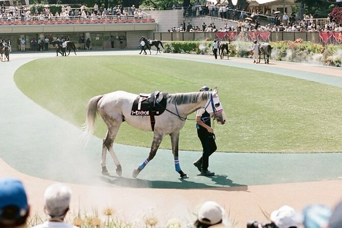 Horse Racing Tour with Local Fans in Tokyo Racecourse - Sake, Cocktails, and Street Food While You Watch the Races