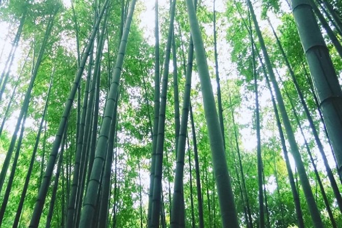 Kamakura Bamboo Forest and Great Buddha Private Tour - Hokoku-ji Bamboo Forest: Cool Shade, Quiet Steps, and Matcha Breaks