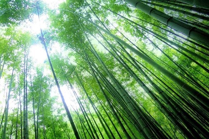 Kamakura Bamboo Forest and Great Buddha Private Tour - Tsurugaoka Hachimangu Shrine: War Gods, City Center Energy