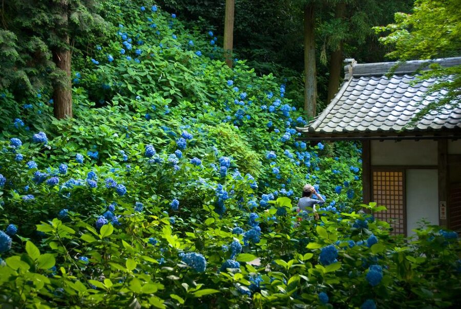 Kamakura: Great Buddha, Hase Temple, & Komachi Street Tour - Kōtoku-in Great Buddha: the outdoor wow factor