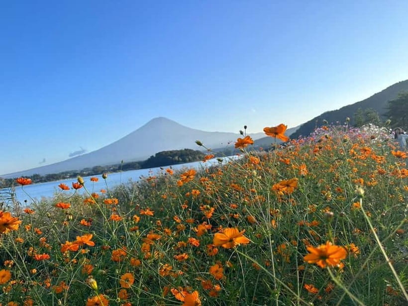Lake Kawaguchi : Half day Private Tour with local guide - Oshino Hakkai: Snowmelt Springs That Actually Look Like Water