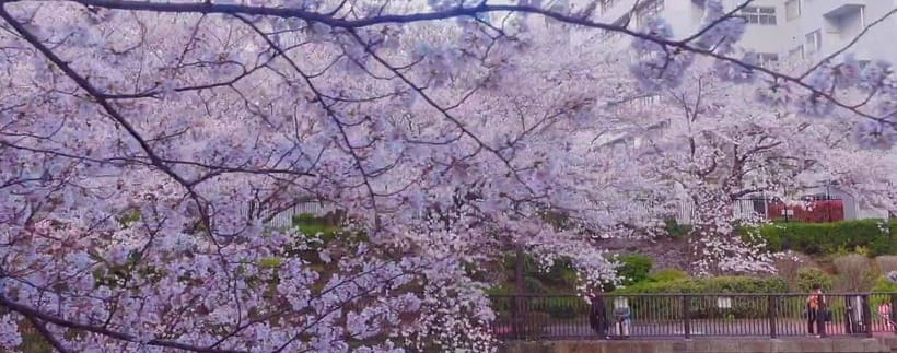 Licensed Guide Tokyo Meguro Cherry Blossom Walking Tour - FAQ