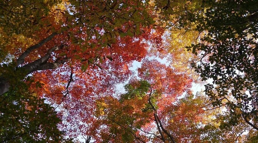 Luxury Nikko Gateway;Private Guided tour - Rinnoji Temple (Nikkozan Rinnoji): A Short Stop With Big Meaning