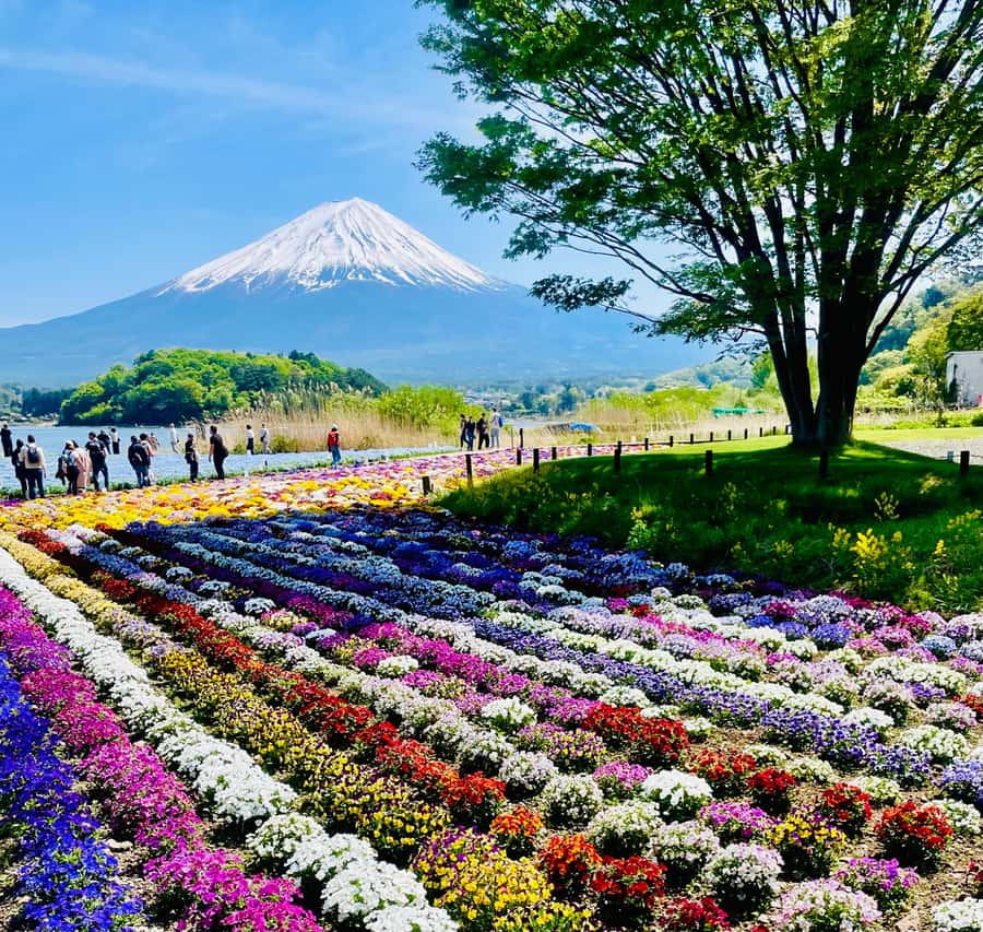 Mount Fuji One Day Private Tour With English Speaking Driver - Key things to know before you go