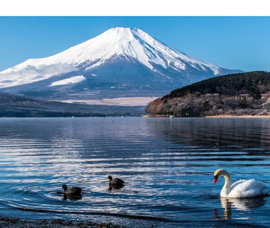 Mount Fuji Private Day Tour customized with English driver - Door-to-Door Pickup in Tokyo and the 60-Minute Waiting Rule