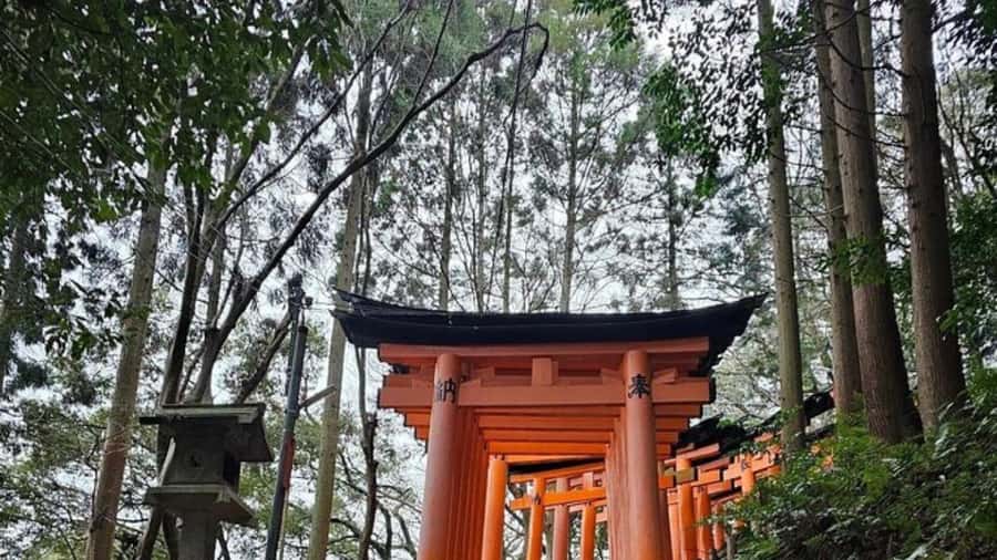 Mount Fuji Private Day Tour customized with English driver - English Driver Service and Customization That Actually Helps
