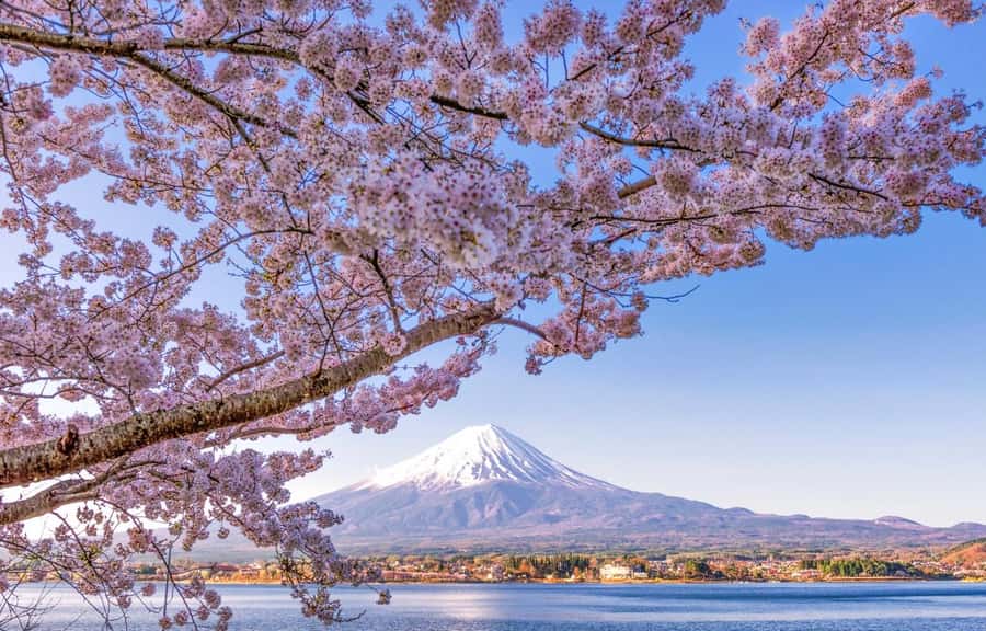 Mt. Fuji 6 Attractions Tour: Lake Kawaguchi, Oshino Hakkai - Arakura Sengen Shrine & Shinkurayama Sengen Park: The 398-Step Fuji Moment