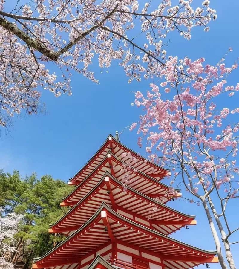 Mt. Fuji 6 Attractions Tour: Lake Kawaguchi, Oshino Hakkai - Lake Kawaguchi Oishi Park: Where Fuji Gets Framed by Seasons