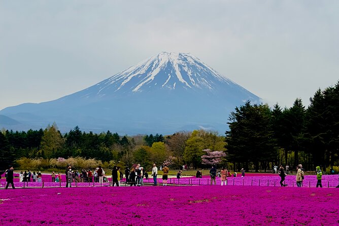 Mt. Fuji, Cherry Blossom & Shiba Sakura Pvt. Day Tour - Key Points That Make This Tour Worth It