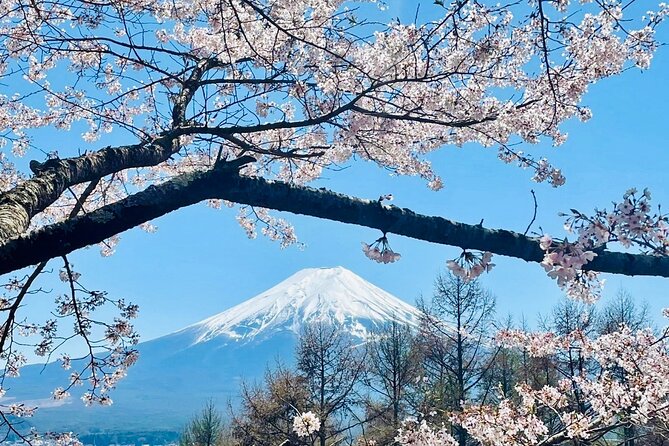 Mt. Fuji, Cherry Blossom & Shiba Sakura Pvt. Day Tour - Private Transport From Tokyo Station: the Value-Add You Feel