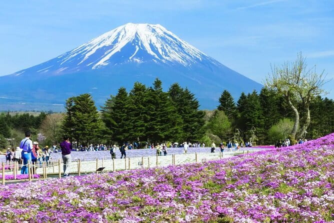 Mt. Fuji Day tour: Kawaguchi Lake Ropeway, Matcha, Oshino Hakkai - A One-Day Mt. Fuji Plan That Cuts Through Tokyo Confusion