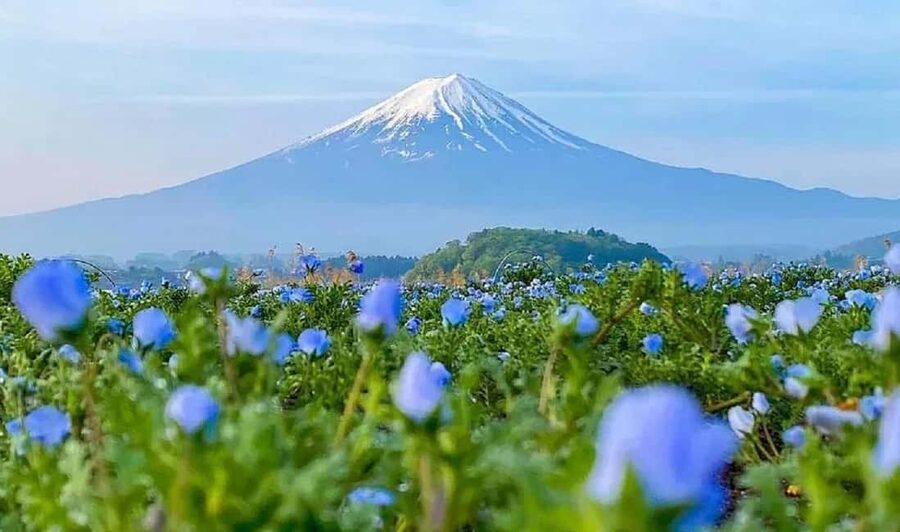 Mt. Fuji & Lake Kawaguchiko Ropeway Panorama Full-Day Tour - Matcha by the lake: a hands-on tea ritual with Ichigo Ichie