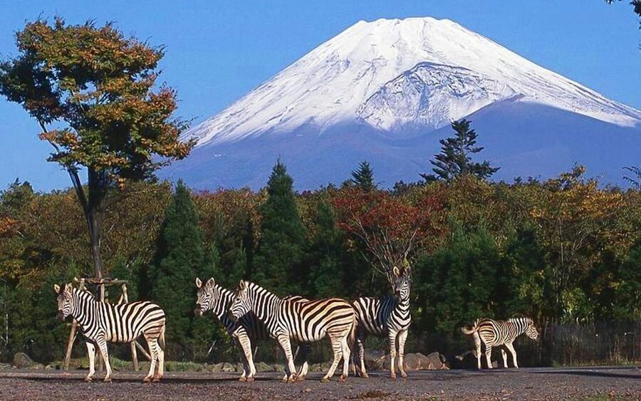 Mt Fuji : Private 10-Hour Luxury Tour by Exclusive Car - Key Things You’ll Notice Right Away