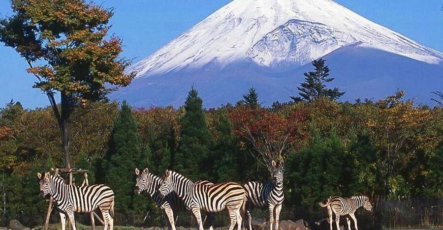 Mt Fuji : Private 10-Hour Luxury Tour by Exclusive Car - Starting in Tokyo: Pickup, Timing, and the First View Chances