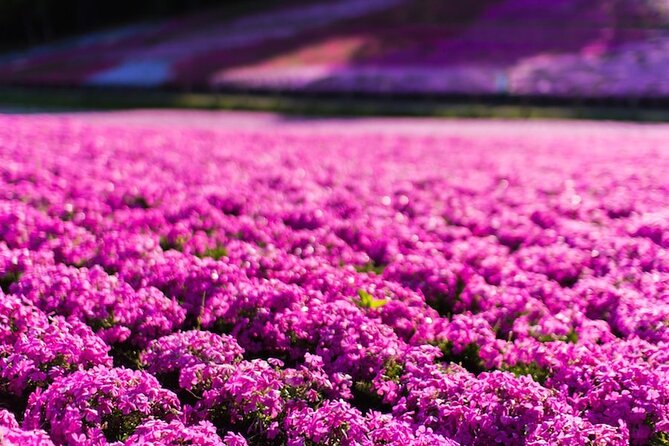 Mt. Fuji Private Tour by Car with Pick-up from Tokyo - Comfort, group size, and the things you should double-check
