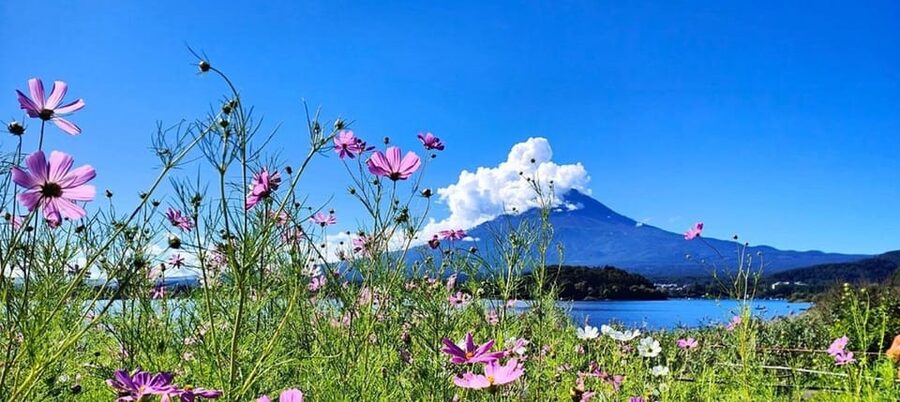 Mt. Fuji Private Tour With Hotel Pick Up From Tokyo - Pickup from Tokyo or Hakone, and how that shapes your day