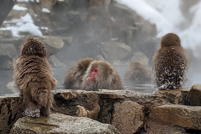 Nagano Snow Monkey 1 Day Tour with Beef Sukiyaki Lunch from Tokyo - Shinshu Fruitsland beef sukiyaki lunch: warm, filling, and actually timed well