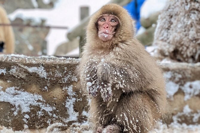 Nagano Snow Monkey 1 Day Tour with Beef Sukiyaki Lunch from Tokyo - Kamakura no Sato snow huts: the short seasonal add-on