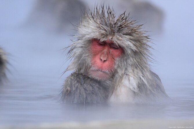 Nagano Snow Monkey 1 Day Tour with Beef Sukiyaki Lunch from Tokyo - Winter timing and snow-monkey odds: what conditions really change