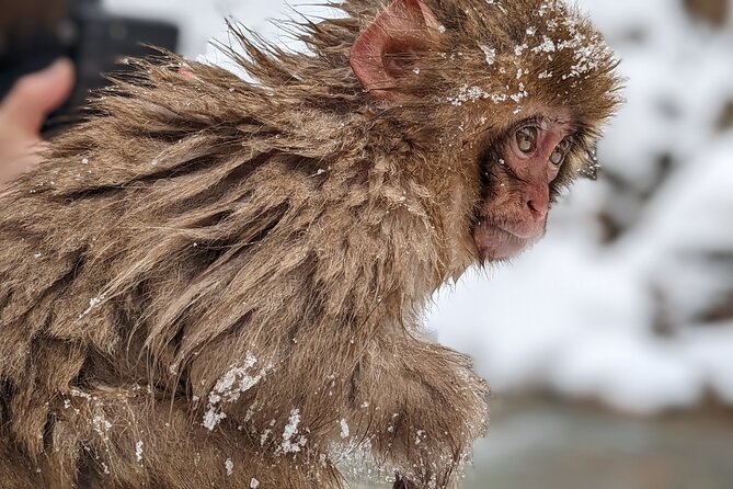 Nagano Snow Monkey 1 Day Tour with Beef Sukiyaki Lunch from Tokyo - Price and value: what $151.96 buys you (and what it doesn’t)