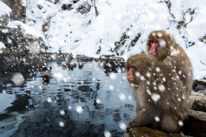 Nagano Snow Monkey 1 Day Tour with Beef Sukiyaki Lunch from Tokyo - Who this tour fits best (and who should rethink it)