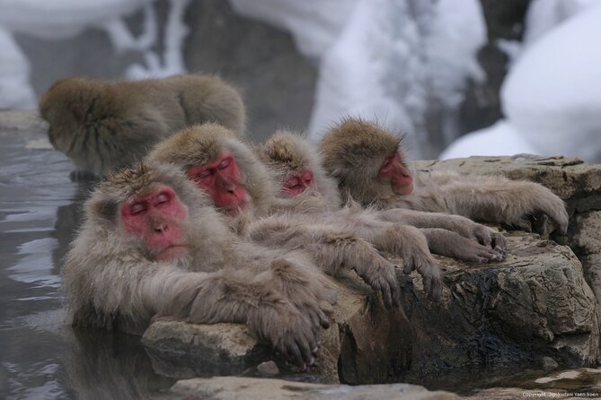 Nagano Snow Monkey 1 Day Tour with Beef Sukiyaki Lunch from Tokyo - Jigokudani Snow Monkey Park walk and hot-spring viewing rules