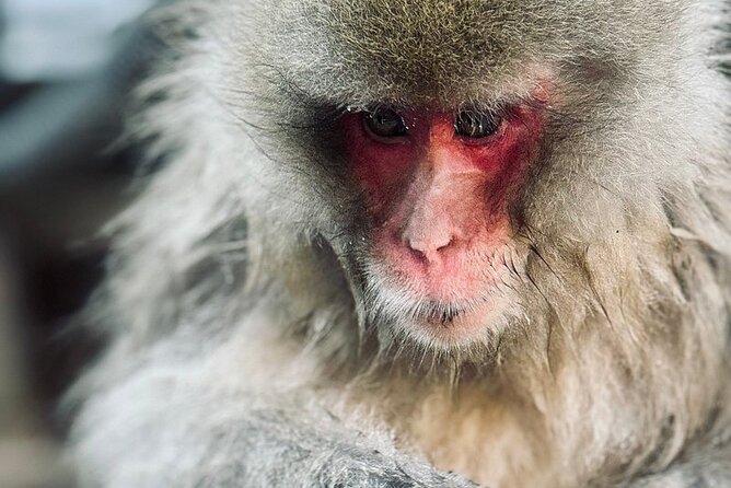 Nagano: Snow Monkey and Zenkoji Temple Free Sake Taste Day Tour - A Tokyo-to-Nagano Day That Demands Early Start Energy