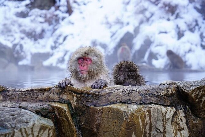 Nagano: Snow Monkey and Zenkoji Temple Free Sake Taste Day Tour - Lunch, Sake Tasting at Monzen Terrace, and a Proper Meal Break