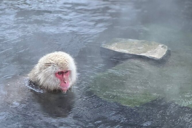 Nagano: Snow Monkey and Zenkoji Temple Free Sake Taste Day Tour - The Real Timing Math: How This 9–10 Hour Day Works on the Ground