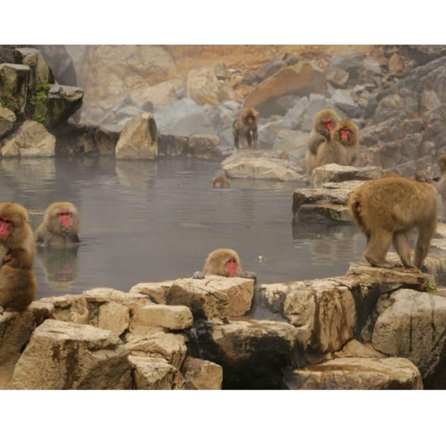Nagano/Tokyo: Snow Monkey Private Day Tour At Lowest Rate - FAQ