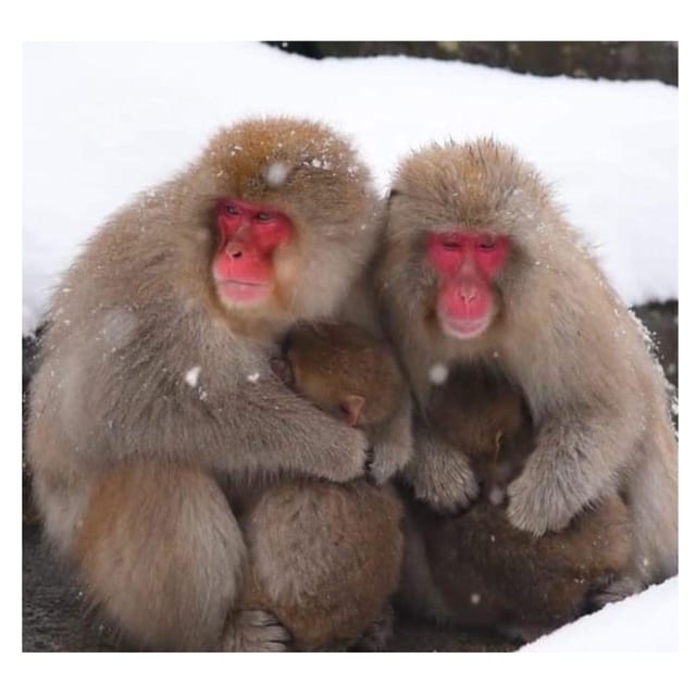 Nagano/Tokyo: Snow Monkey Private Day Tour At Lowest Rate - Tokyo-to-Nagano logistics: how the 10 hours really work