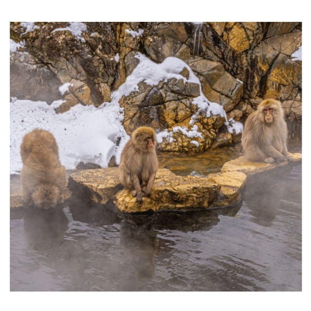 Nagano/Tokyo: Snow Monkey Private Day Tour At Lowest Rate - Meals, costs, and what’s actually included in $399