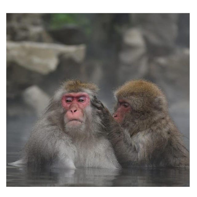 Nagano/Tokyo: Snow Monkey Private Day Tour At Lowest Rate - Who this tour fits best (and who should skip it)