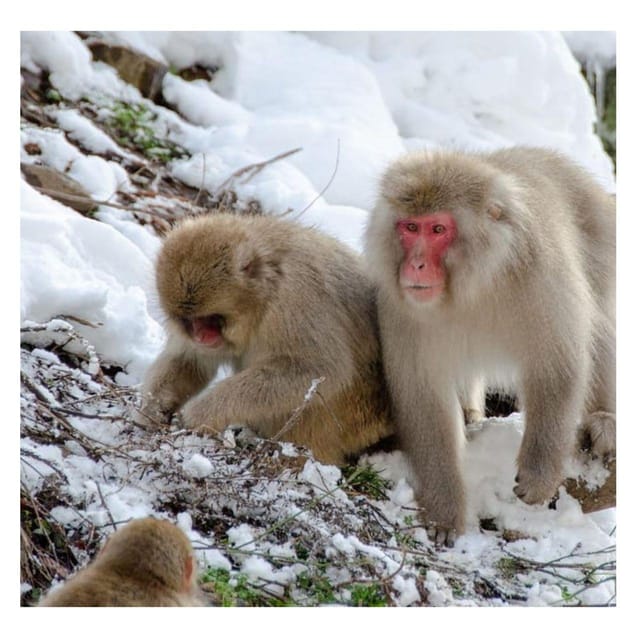 Nagano Tokyo: Snow Monkey Private Day Tour Hotel Pick & Drop - Jigokudani Monkey Park: Seeing Snow Monkeys in Their Hot-Spring Reality
