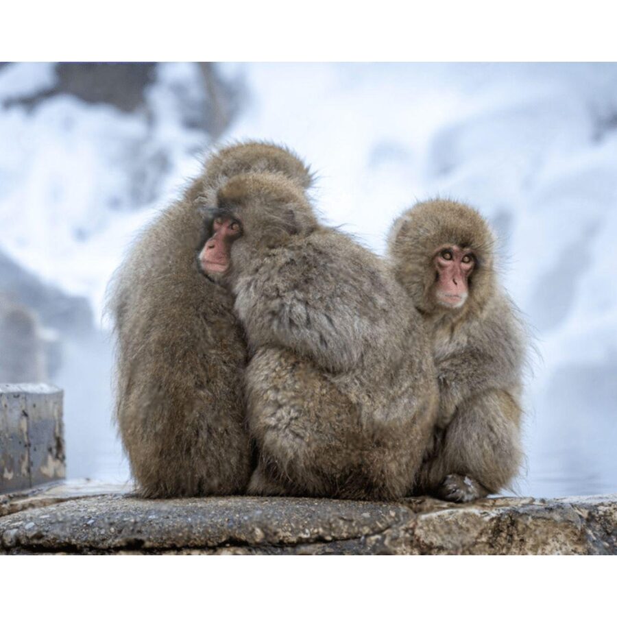 Nagano Tokyo: Snow Monkey Private Day Tour Hotel Pick & Drop - Zenko-ji Temple: A Revered Stop With the Key to Paradise Experience