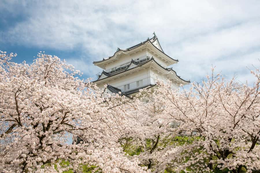 Odawara: Guided Ninja & Samurai Tour of Odawara Castle - Key points you’ll care about