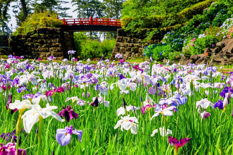 Odawara: Guided Ninja & Samurai Tour of Odawara Castle - The walk through Castle Park and Tokiwa Kimon Samurai Center
