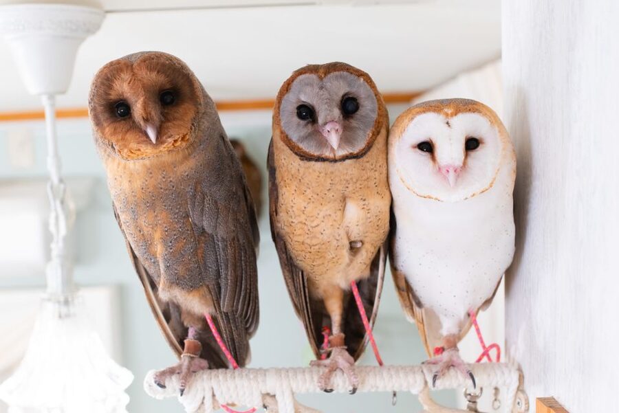 Owl Cafe Tokyo Akiba Fukurou - Owl Café Tokyo Akiba Fukurou at a Glance