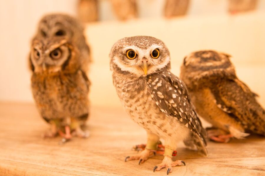 Owl Cafe Tokyo Akiba Fukurou - Smart tips for a smoother owl café visit
